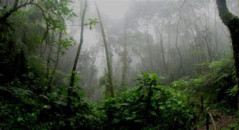 Borneo Biodiversity